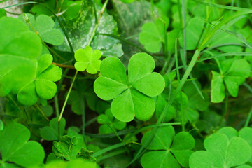 Green Woodsorrel Plants & Leaves Close Up View 