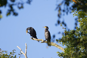 a pair of cormorants on a branch, one cormorant scratches itself, the other cormorant looks to the left, large birds with turquoise eyes, framed by green leaves and a blue sky
