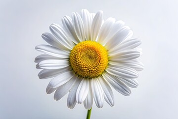 Naklejka premium A single, blooming white daisy elegantly presented against a pure white background; minimalist studio shot.