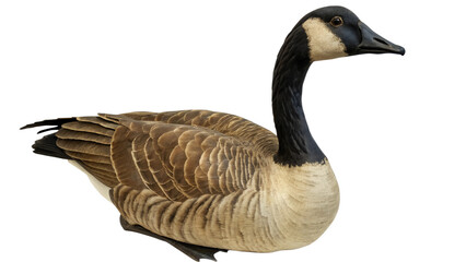 Obraz premium Goose. 
