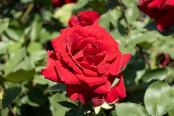 真紅の薔薇
