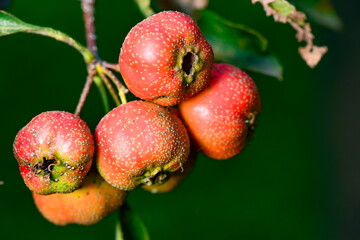 The hawthorn tree is covered with ripe red hawthorn fruits, creating a scene of abundant hawthorn harvest