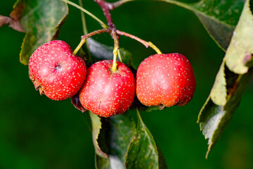 The hawthorn tree is covered with ripe red hawthorn fruits, creating a scene of abundant hawthorn harvest