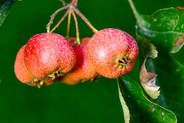 The hawthorn tree is covered with ripe red hawthorn fruits, creating a scene of abundant hawthorn harvest