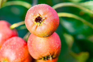The hawthorn tree is covered with ripe red hawthorn fruits, creating a scene of abundant hawthorn harvest