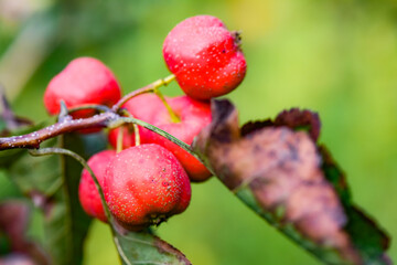 The hawthorn tree is covered with ripe red hawthorn fruits, creating a scene of abundant hawthorn harvest