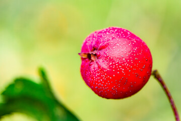 Obraz premium The hawthorn tree is covered with ripe red hawthorn fruits, creating a scene of abundant hawthorn harvest