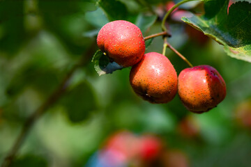 The hawthorn tree is covered with ripe red hawthorn fruits, creating a scene of abundant hawthorn harvest