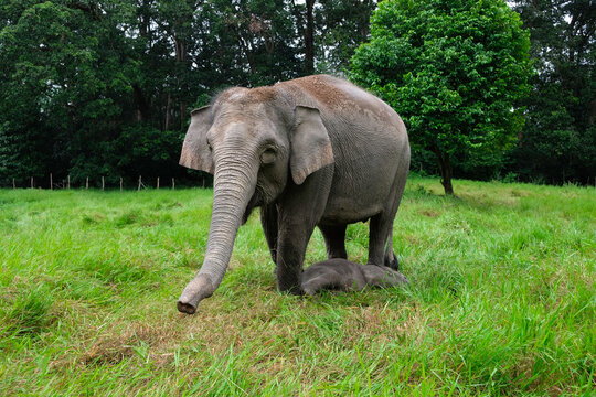 Mother and daughter elephant at Buluh Cina Nature Tourism Park, Riau, Indonesia.