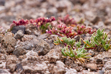 Detailaufnahme von Pflanzen auf felsigem Boden. Nahaufnahme von kleinen Pflanzen, die auf einem felsigen Untergrund wachsen. Raue Steinstruktur, zarten, grünen und rötlichen Sukkulenten schafft Textur