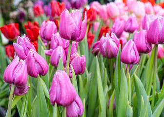 Obraz premium Tulips in the garden. Purple tulips. Floral background. High quality photo