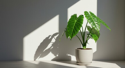 Green Alocasia Plant in Pot with Sunlight and Shadow on Wall