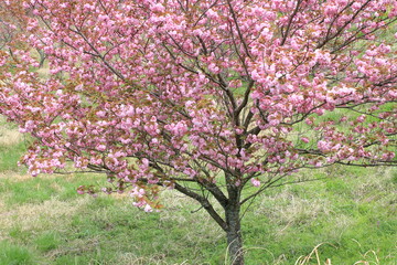 満開のボタン桜