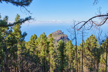 Blick über den Tamadaba-Naturpark auf den Teide.  Ausblick vom Tamadaba-Naturpark auf Gran Canaria mit Kiefernvegetation und tiefblauen Atlantik im Hintergrund. In der Ferne erkennt man den Teide.