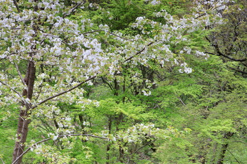 満開のオオシマザクラ