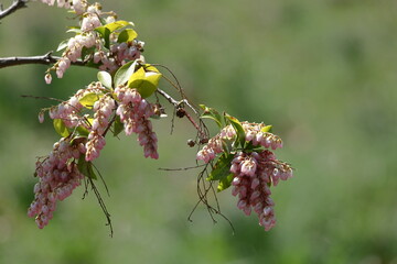 壺型の花が鈴なりに咲く