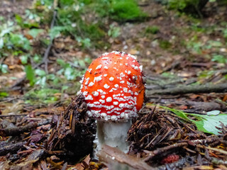 Amanita muscaria