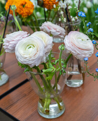 Asiatic buttercup, or garden buttercup Ranunculus asiaticus, herbaceous plant of the Ranunculaceae family
