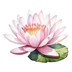 lotus flower in watercolor hand-drawn style isolated on white or transparent png