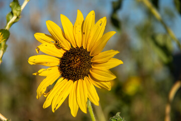 Obraz premium Sunflower and blue sky
