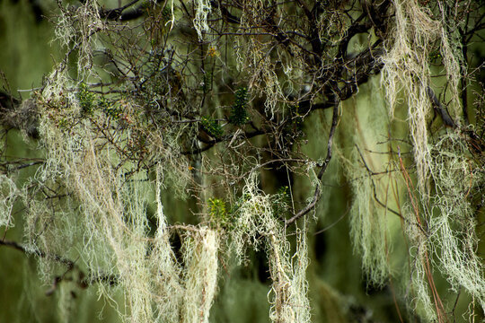 Strukturiertes Naturbild mit h&auml;ngendem Bartflechtenmoos.
Nahaufnahme von h&auml;ngendem Bartflechtenmoos an kahlen &Auml;sten in einem nat&uuml;rlichen Waldgebiet.