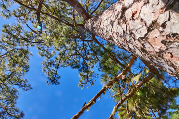Kiefer im Tamadaba-Naturpark aus der Froschperspektive. Eindrucksvolle Ansicht eines hohen...