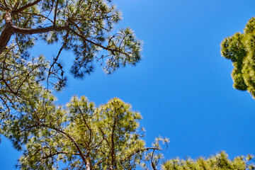 Obraz premium Kiefer im Tamadaba-Naturpark aus der Froschperspektive. Eindrucksvolle Ansicht eines hohen Kiefernbaums im Tamadaba-Naturpark auf Gran Canaria. Die raue Rinde, das dichte Nadelwerk sind beeindruckend.