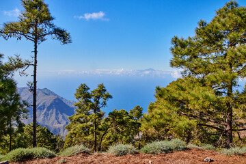 Blick über den Tamadaba-Naturpark auf den Teide.  Ausblick vom Tamadaba-Naturpark auf Gran Canaria mit Kiefernvegetation und tiefblauen Atlantik im Hintergrund. In der Ferne erkennt man den Teide.