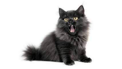 cat_background_377