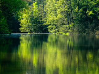 Spiegelung im Waldsee – Naturidylle und Frühlingsfarben