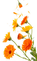 Fototapeta premium orange flowers isolated on white