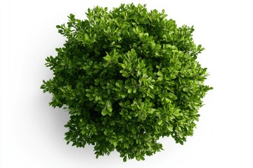 Fototapeta premium Top view of a round green plant. Possible use for botanical illustrations, or plant catalogs