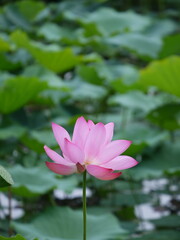 ピンクの蓮