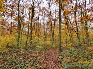 Autumn landscape forest orange colors