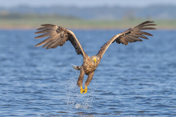 adler