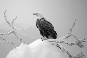 Fototapeta premium A majestic bald eagle perches on a snow-covered branch, overlooking a misty mountain range.