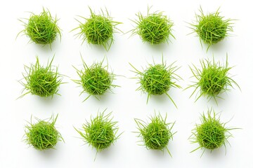 small round vibrant green grass