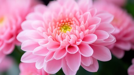 Delicate Pink Flower with Soft Petals and Green Background