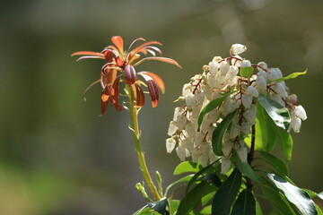 壺型の花が鈴なりに咲く