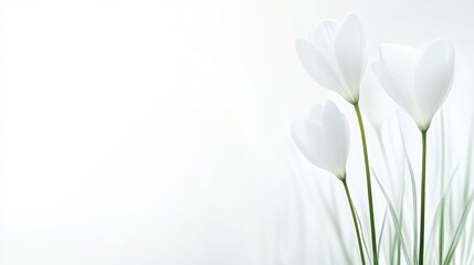 White Crocus Blossoms Background with Copy Space Floral Wedding Background Macro shot of fragile spring wedding sympathy flowers