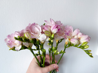 Blooming pink white freesias decorative flowers in white female hand isolated on white background, floral wallpaper background with pink freesias	