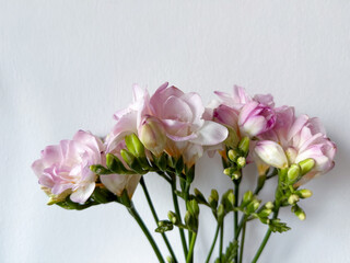 Blooming pink white freesias decorative flower plant isolated on white background, floral wallpaper background with pink freesias	