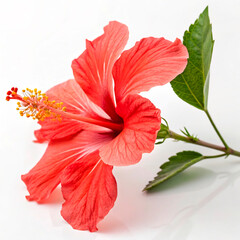 hibiscus flower isolated on white