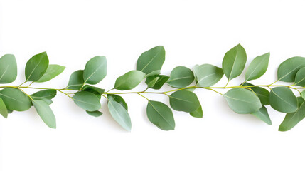 Obraz premium Natural greenery: horizontal arrangement of eucalyptus branches for eco-friendly designs