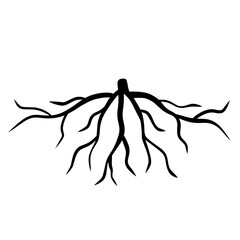 Tree Roots Illustration