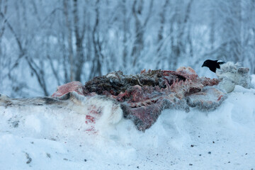 Reindeer roadkill from Norway 