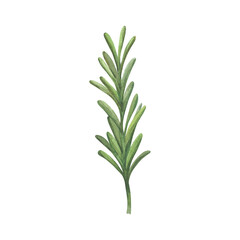 Fototapeta premium Watercolor illustration of a sprig of rosemary. Element for design and decoration of menu, website, store.