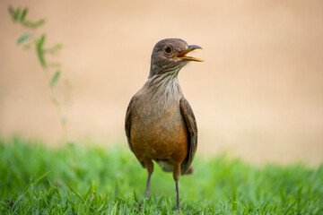Ein freigestellter Töpfervogel in der Frontale auf einer Wiese