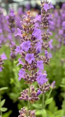 Obraz premium Delicate lavender flowers bloom vibrantly with purple petals, surrounded by lush green stems in a tranquil garden landscape during daytime.