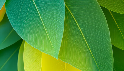 Obraz premium Green leaves in sunlight; nature background for wallpaper, screensaver or graphic design